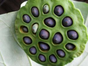 Семена лотоса, которые используют для изготовления чёток lotos_seeds